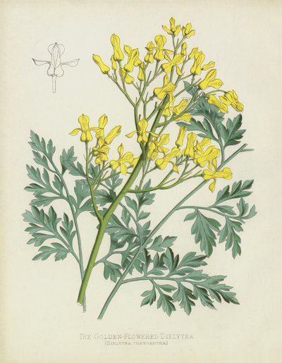 The Golden-Flowered Dielytra by English School